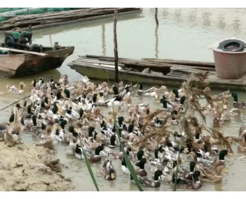 純放養(yǎng)青頭鴨、三那土雞、鳳尾菇 原生態(tài)產(chǎn)品